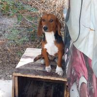 Cani da caccia