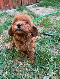 Barboncini nani e toy