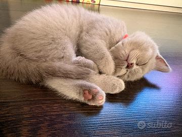 Cuccioli British Shorthair