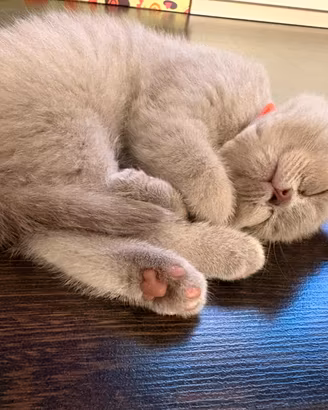 Cuccioli British Shorthair