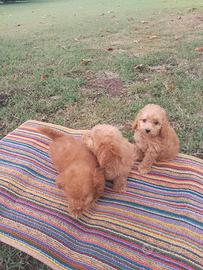 CUCCIOLO BARBONCINO