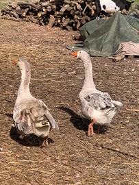 Animali da cortile
