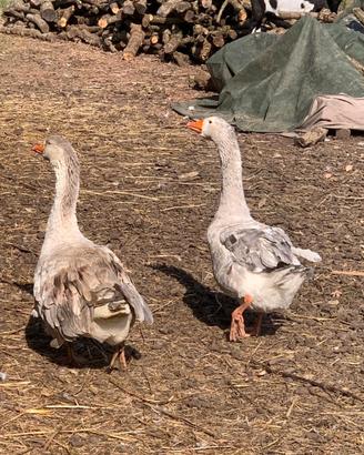 Animali da cortile