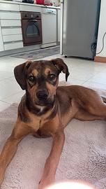 Cucciola rottweiler x amstaff