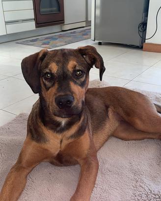 Cucciola rottweiler x amstaff