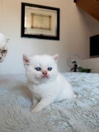 Cuccioli Scottish fold / straight a Rimini