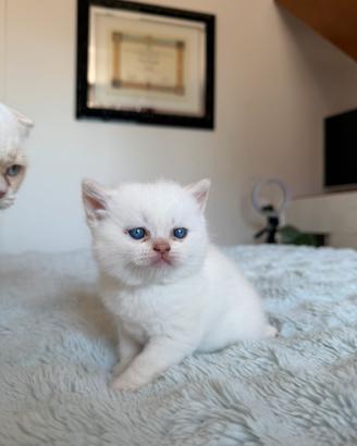 Cuccioli Scottish fold / straight a Rimini