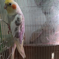 Calospite cannella maschio