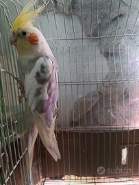 Calospite cannella maschio