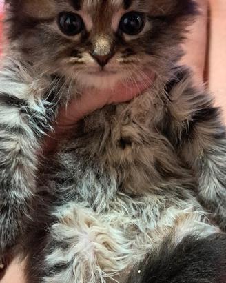 Gattini Siberiani con pedigree