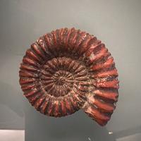 Ammonite fossile rossa
