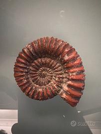 Ammonite fossile rossa