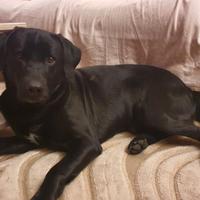 Cane labrador