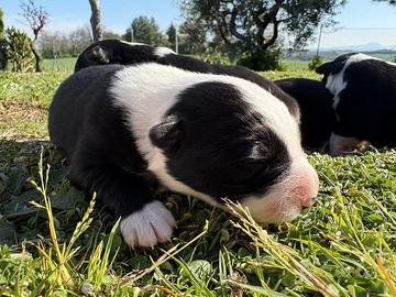 Cuccioli di Border collie