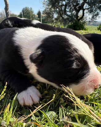Cuccioli di Border collie