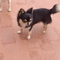 Chihuahua 10 mesi