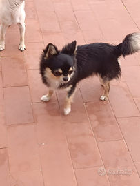 Chihuahua 10 mesi