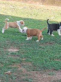 cuccioli amstaff incrocio staffordshire bul 
