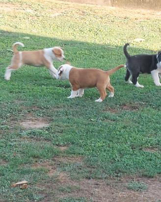 cuccioli amstaff incrocio staffordshire bul