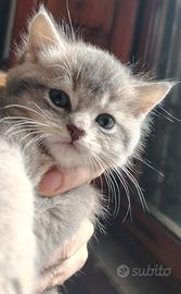 Gattini British shorthair