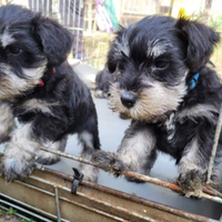 Schnauzer nani nero e argento