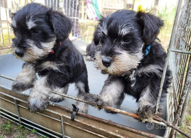 Schnauzer nani nero e argento