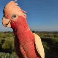 Cacatua roseicapilla mutazione lutina top