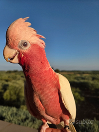 Cacatua roseicapilla mutazione lutina top