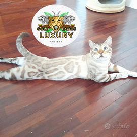 Bengala a rimborso spese maschio silver snow lynx