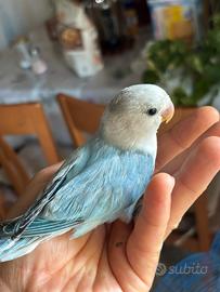 Inseparabili allevato a mano