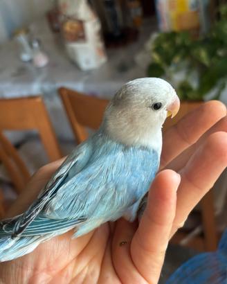 Inseparabili allevato a mano