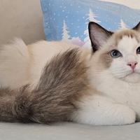 Dolcissimo Gattino Ragdoll