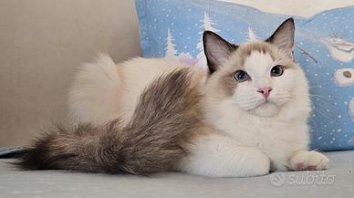 Dolcissimo Gattino Ragdoll