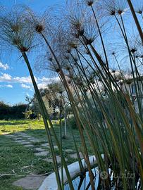 Pianta papiro egiziano autentico