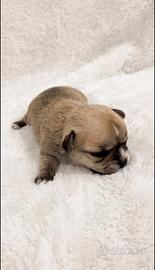 Chihuahua pedigree ENCI