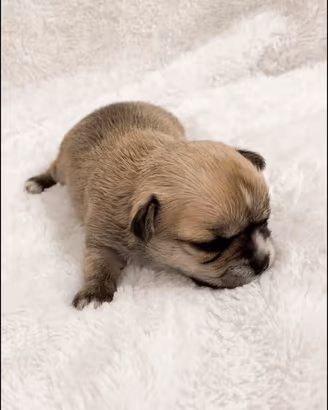 Chihuahua pedigree ENCI