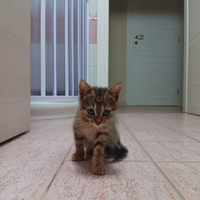 Gatto più o meno 50 giorni