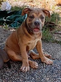American bully