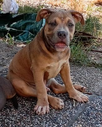 American bully