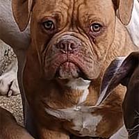 Cucciolo American Bulldog con Pedigree