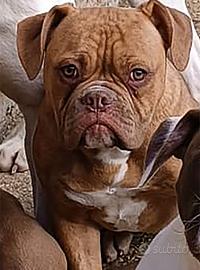 Cucciolo American Bulldog con Pedigree