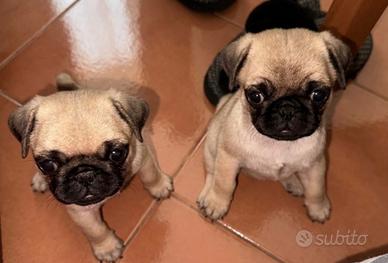 Cuccioli di carlino