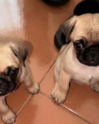 Cuccioli di carlino