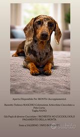 Bassotti maschi per m on ta