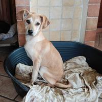 Margot cucciola dolcissima