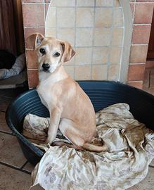 Margot cucciola dolcissima