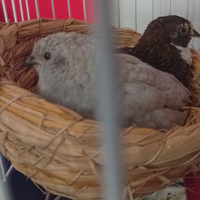 Pulcini di quaglia cinesi