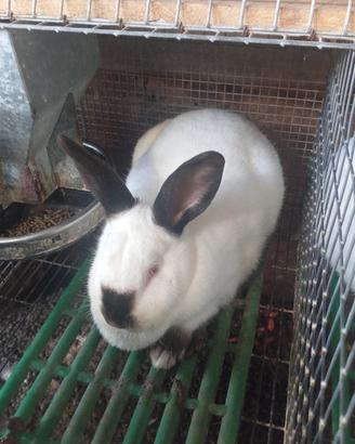 coniglio California in purezza 