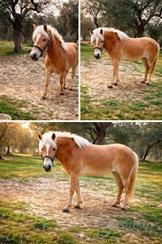 Cavalla Haflinger 3 anni - Giada