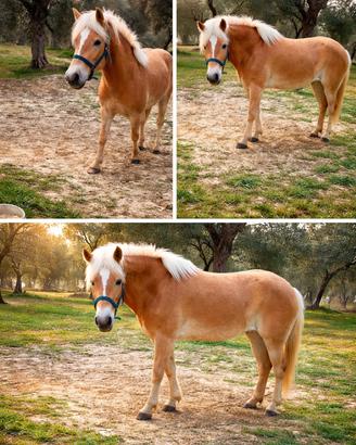Cavalla Haflinger 3 anni - Giada